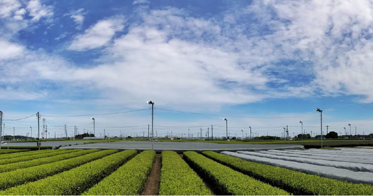 tea fields in Sayama